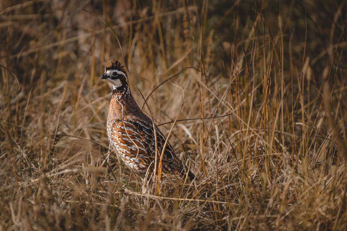 Quail 5