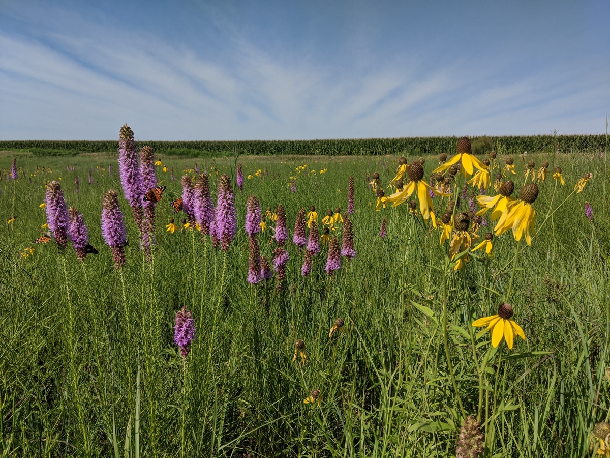 Blooming wildflowers after a burn the previous year.