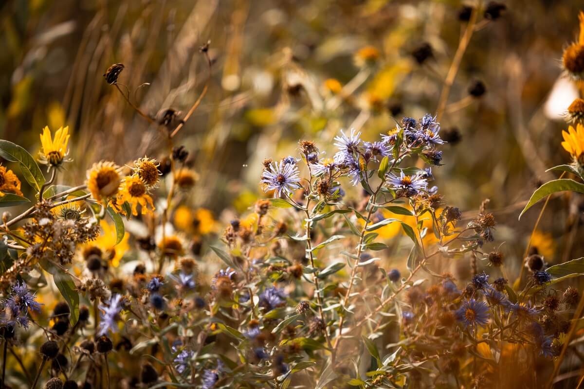 Public Lands project portal