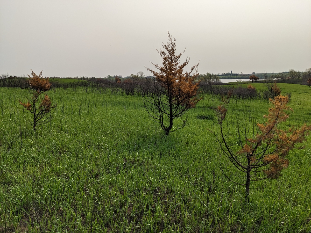 Eastern redcedar trees killed after a successful grassland burn. 